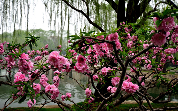 櫻花