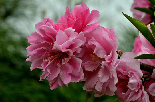 櫻花