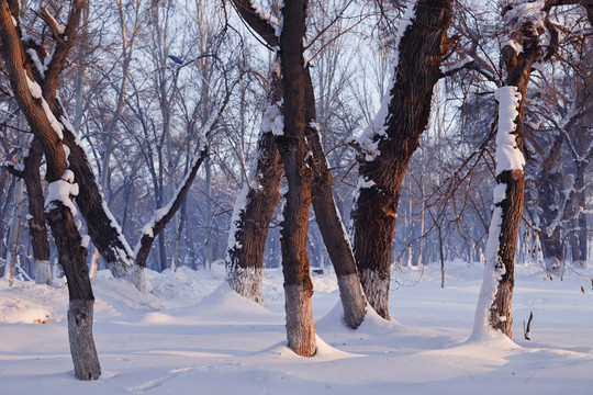 冬雪