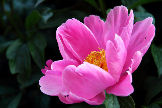 芍藥花