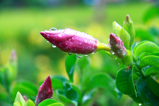 紫蟬花