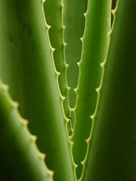 蘆薈