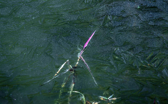 冰封 小草