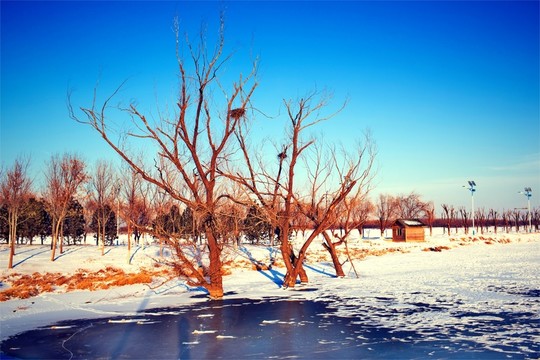 雪天樹