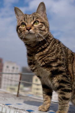貓