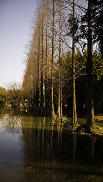 水杉樹