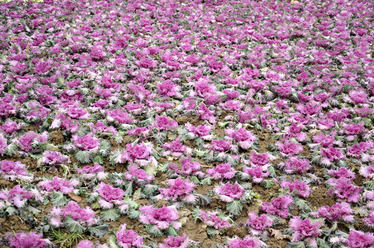 鮮花
