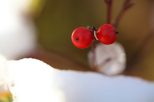 紅果