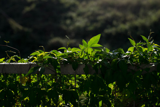 綠色植物背景