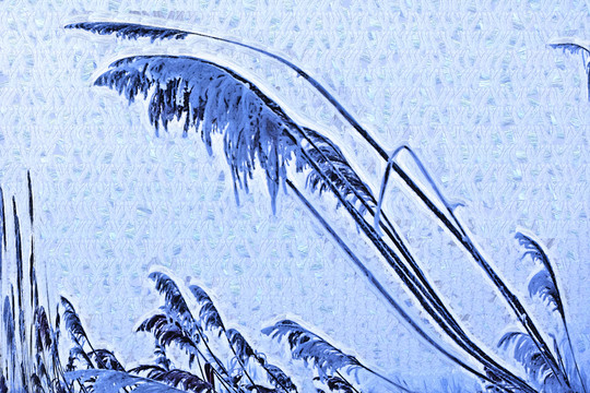 蘆花