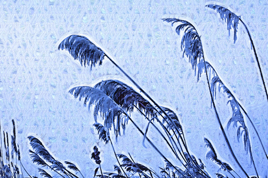 蘆花
