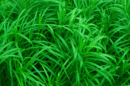 綠色植物