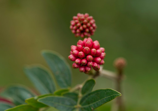 紅絨花花苞