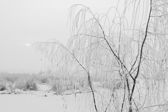 冬雪