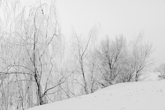 冬雪