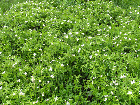 野生植物 二歧銀蓮花