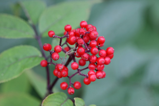 野生植物 接骨木