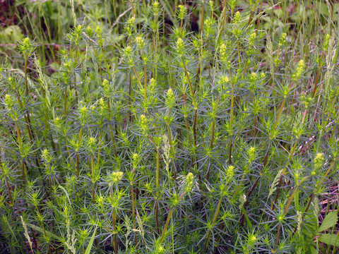 野生植物 蓬子菜