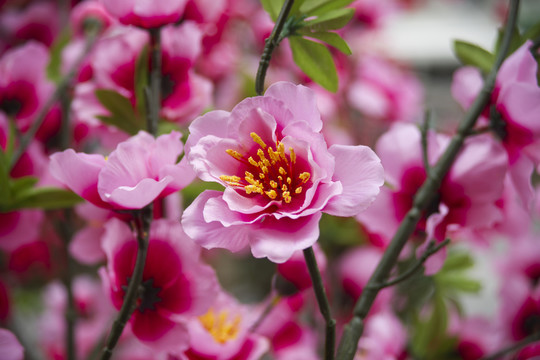 桃花