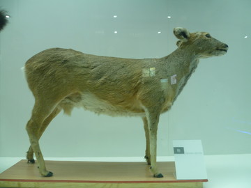 動物標本
