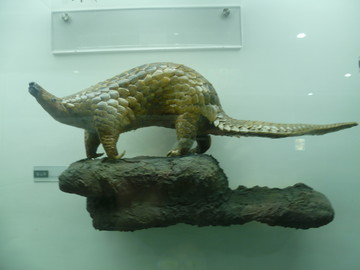 動物標(biāo)本
