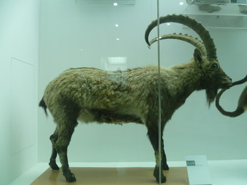 動物標本