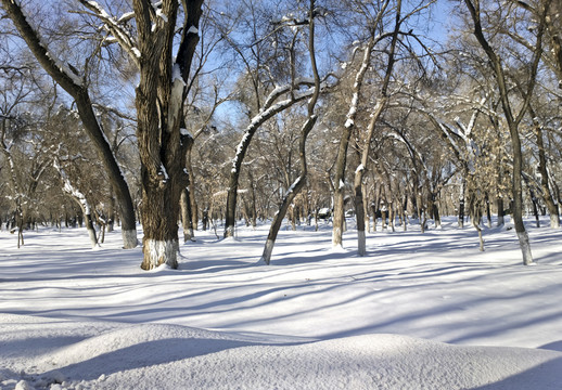 雪地