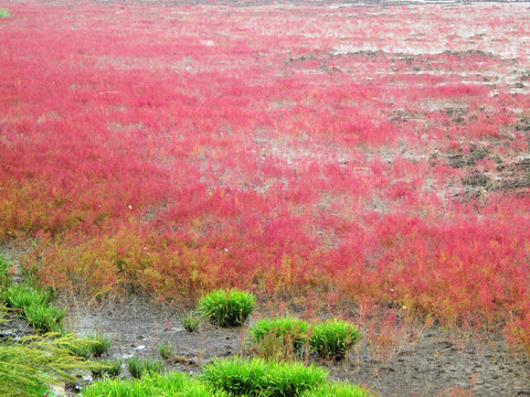 丹東 紅草地