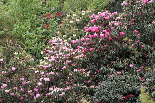 貴州 杜鵑花叢