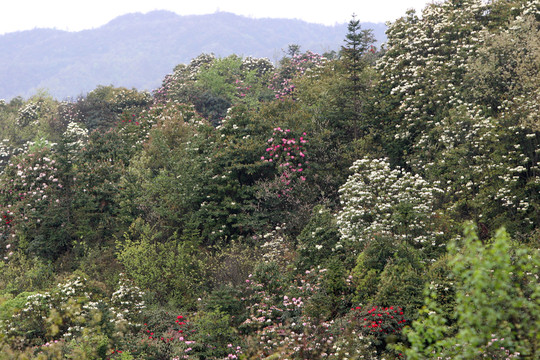 貴州 百里杜鵑風(fēng)景區(qū)