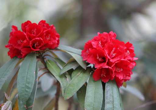杜鵑花
