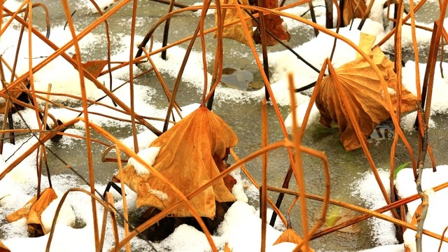 枯荷聽雪
