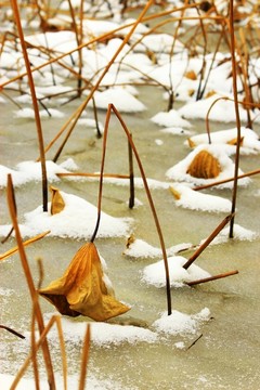 枯荷聽雪