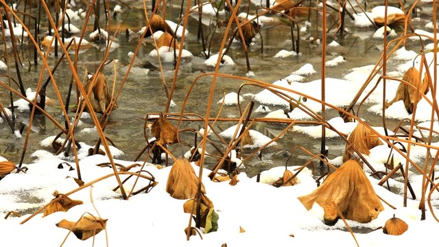 枯荷聽(tīng)雪