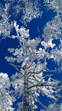 雪林如眠
