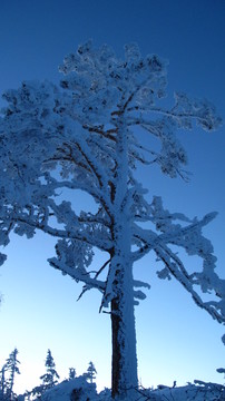 雪林如眠