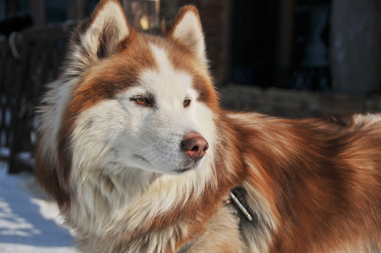 雪橇犬