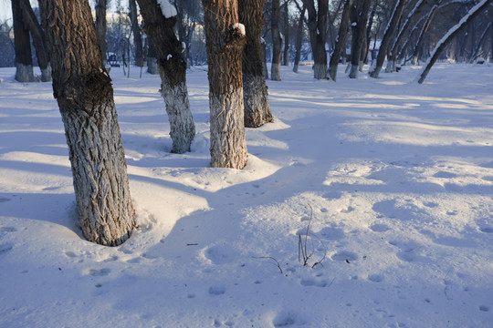 冬雪
