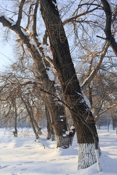 冬雪