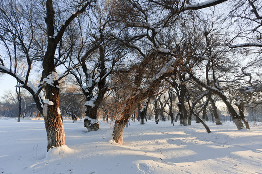 冬雪