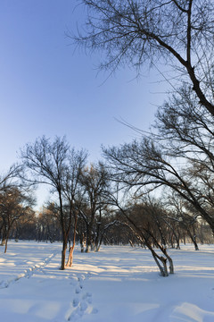 冬雪