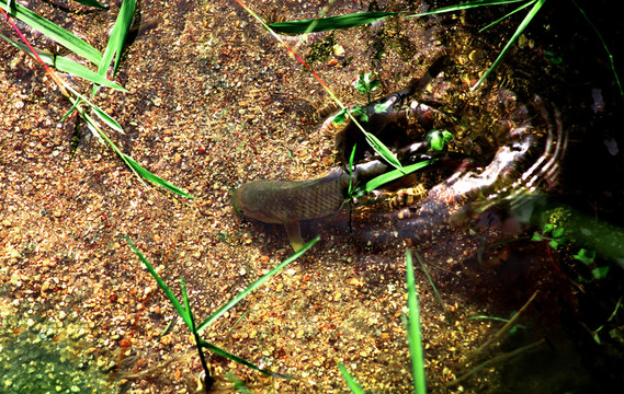 山溪游魚(yú)
