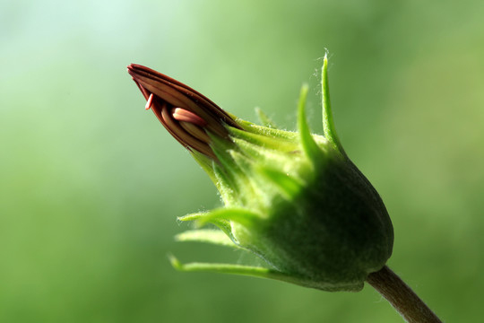 勛章菊