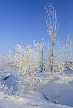 冬雪