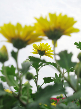 菊花