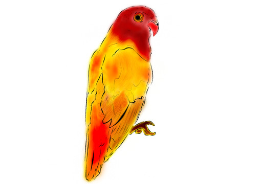 鸚鵡