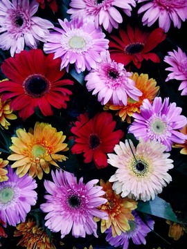 菊花