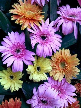 菊花