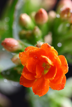 長壽花
