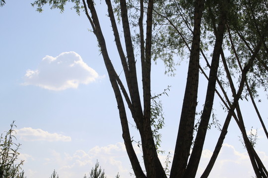 柳樹
